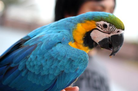 Bird, Parrot, Beak, Macaw photo