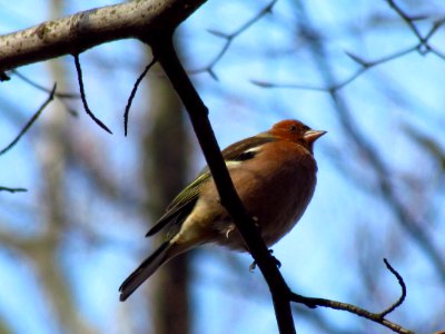 Bird, Fauna, Beak, Branch photo