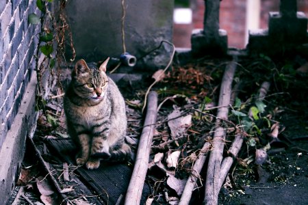 Mammal, Fauna, Cat, Small To Medium Sized Cats