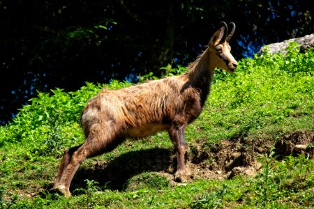Wildlife, Fauna, Nature Reserve, Goats photo