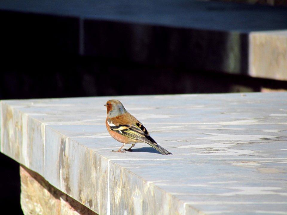 Bird, Fauna, Beak, Finch