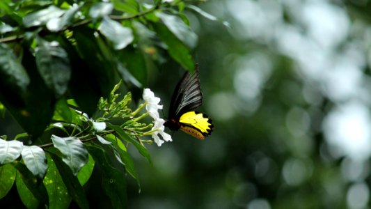 Butterfly, Moths And Butterflies, Insect, Leaf