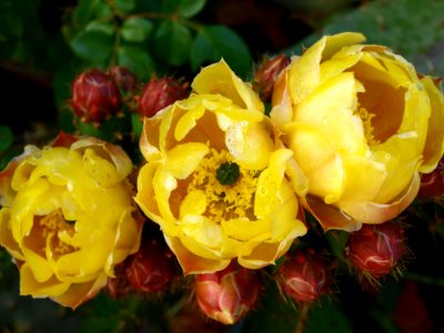 Yellow, Flowering Plant, Flower, Plant