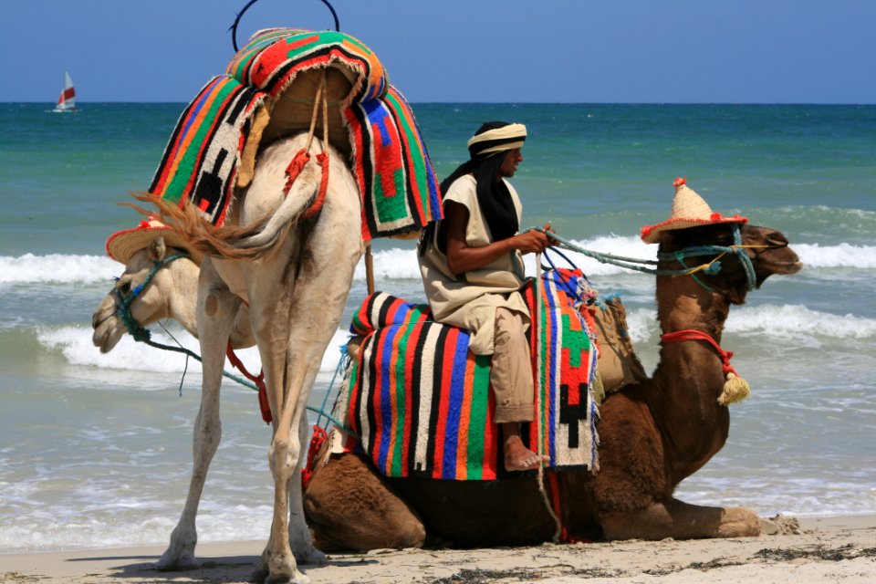 Camel, Arabian Camel, Beach, Camel Like Mammal