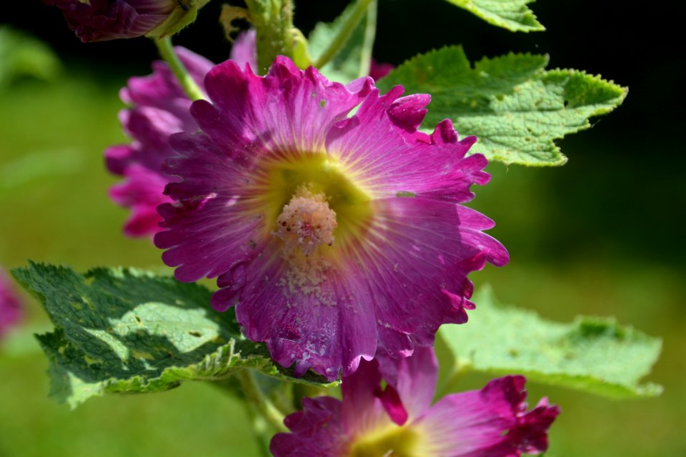 Flower, Plant, Hollyhocks, Annual Plant
