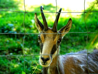 Wildlife, Fauna, Horn, Antelope photo