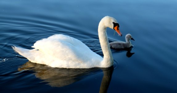Swan, Bird, Water Bird, Water