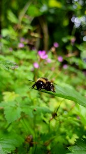 Bee, Insect, Bumblebee, Membrane Winged Insect