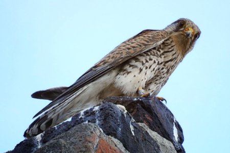 Bird, Fauna, Hawk, Falcon photo