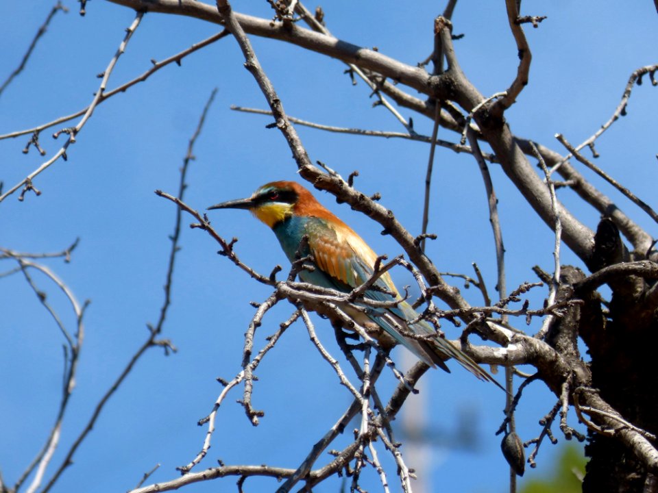 Bird, Fauna, Branch, Tree
