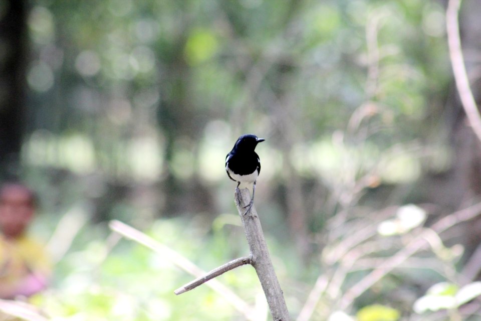 Bird, Fauna, Beak, Wildlife