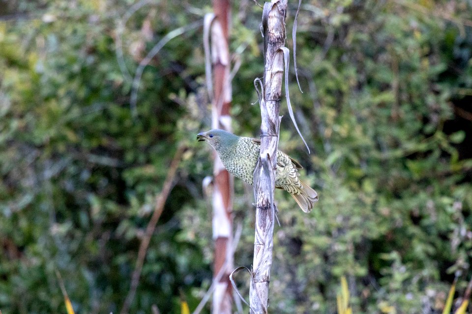 Flora, Plant, Fauna, Tree