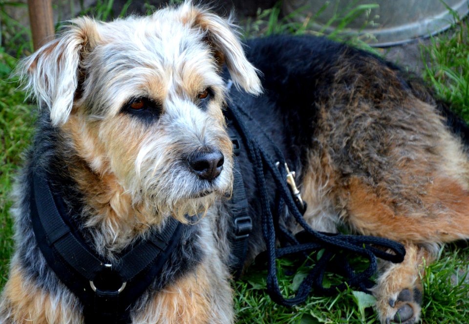 Dog, Dog Breed, Dog Like Mammal, Terrier