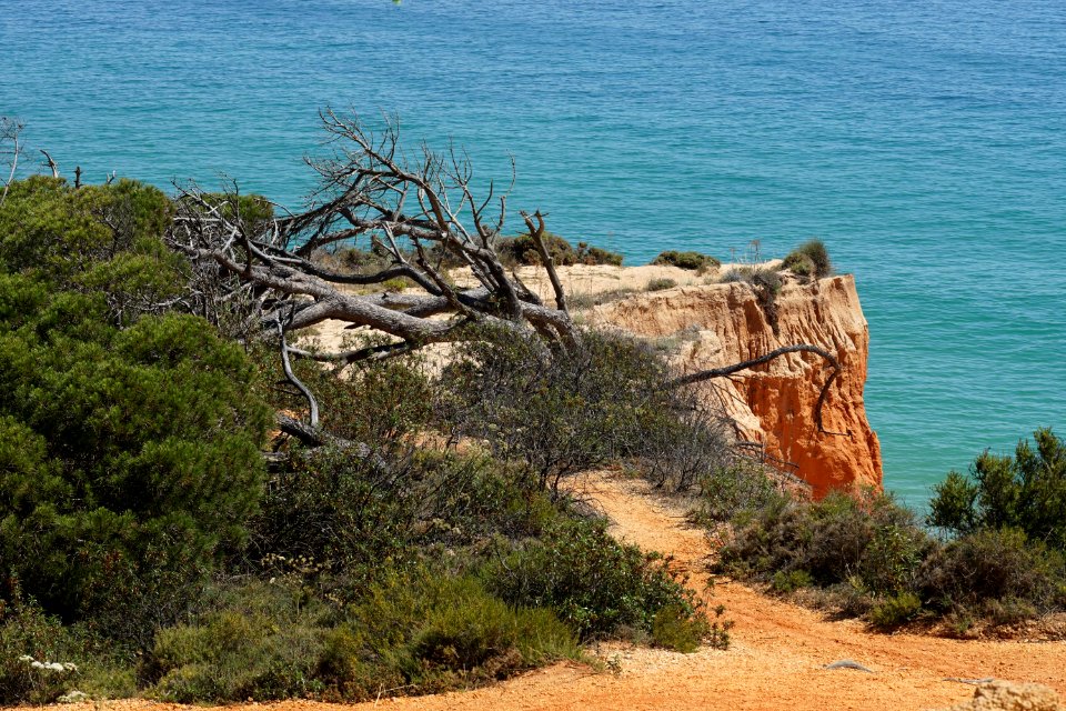 Tree, Rock, Coast, Vegetation
