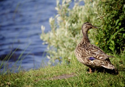 Bird, Duck, Mallard, Fauna