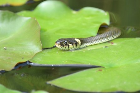Reptile, Fauna, Snake, Larva