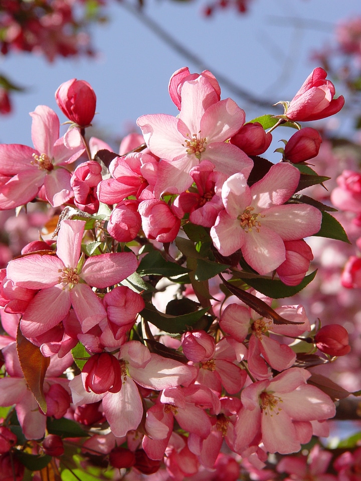Spring apple blossom apple tree