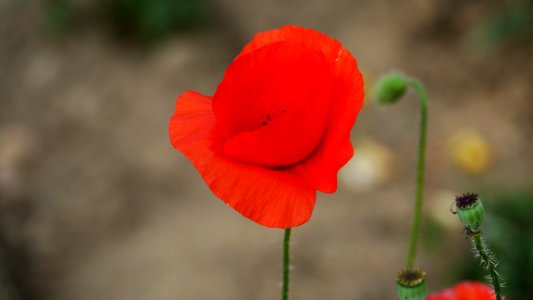 Flower, Wildflower, Poppy, Coquelicot
