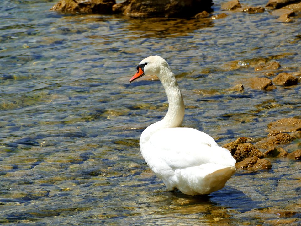 Bird, Swan, Water Bird, Ducks Geese And Swans