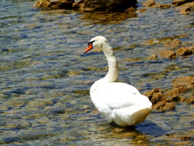 Bird, Swan, Water Bird, Ducks Geese And Swans photo