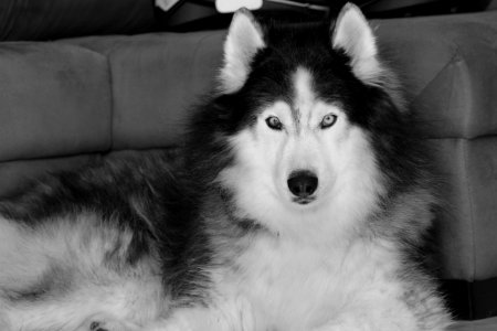 Dog, Black And White, Dog Like Mammal, Dog Breed photo