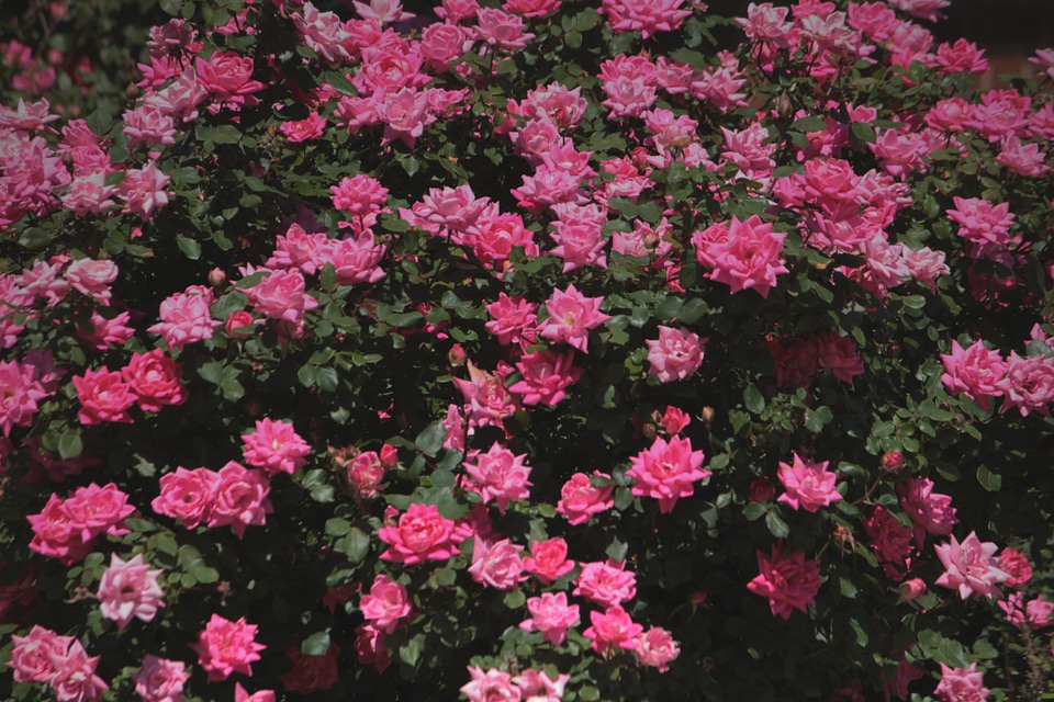 Natural blossom bloom