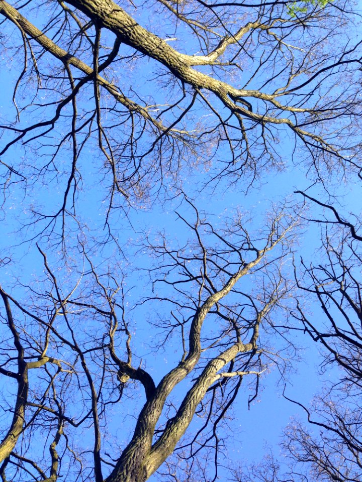 Branch, Tree, Sky, Woody Plant