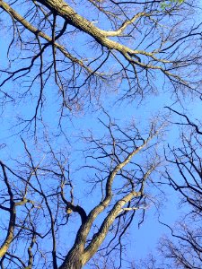 Branch, Tree, Sky, Woody Plant photo