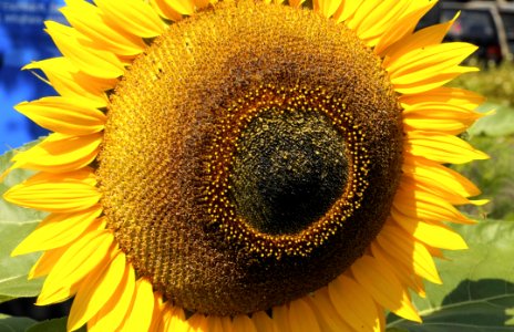 Sunflower, Flower, Yellow, Sunflower Seed photo