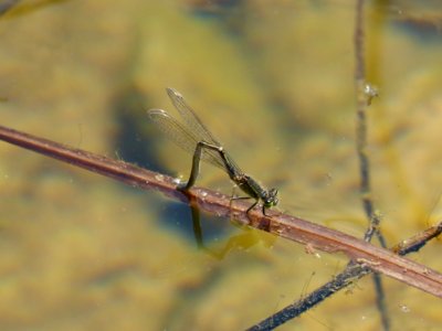 Insect, Damselfly, Fauna, Dragonfly photo