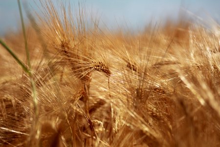 Wheat, Food Grain, Grass Family, Grain photo