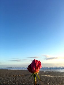 Sky, Flower, Sea, Morning photo