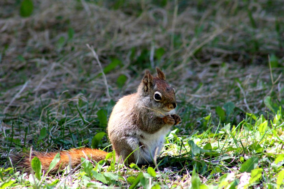 Squirrel, Fauna, Mammal, Wildlife