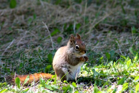 Squirrel, Fauna, Mammal, Wildlife photo