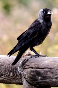 Bird, Fauna, Beak, Crow Like Bird photo