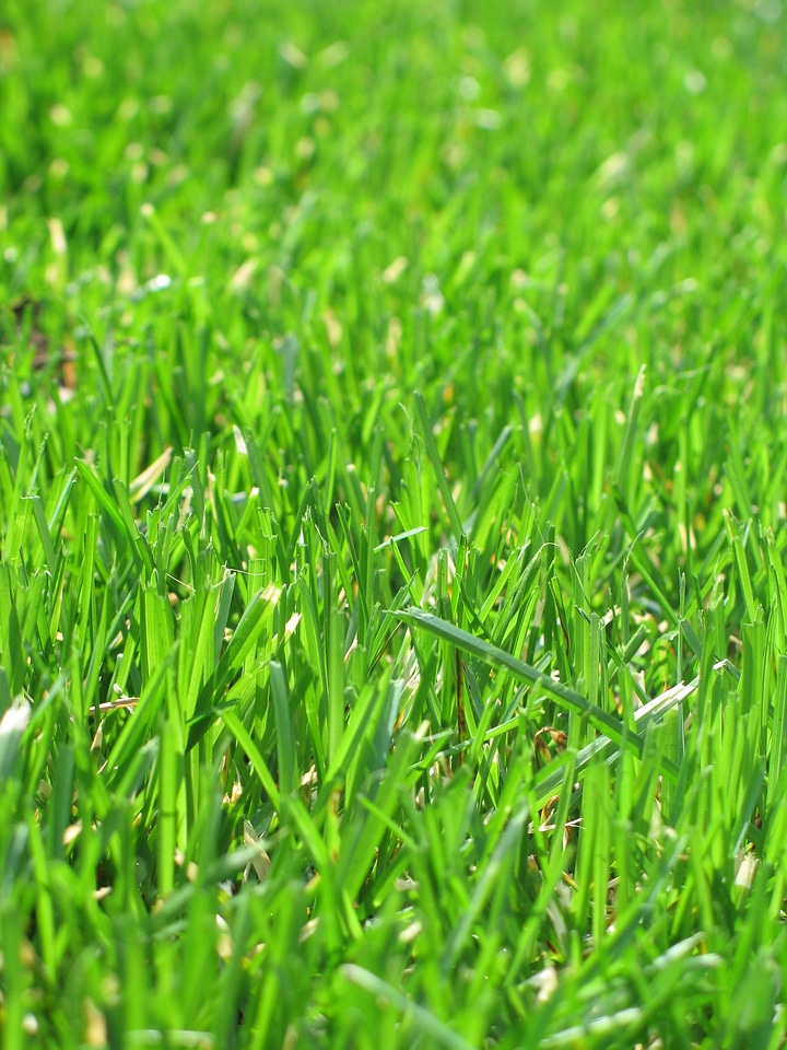 Mow growth summer