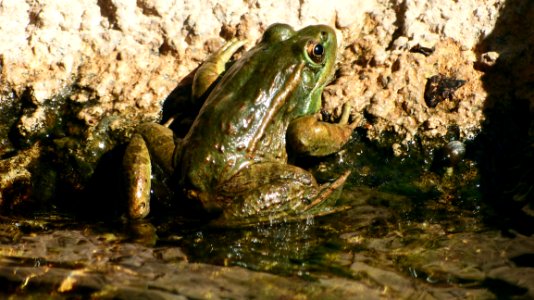 Ranidae, Amphibian, Water, Fauna