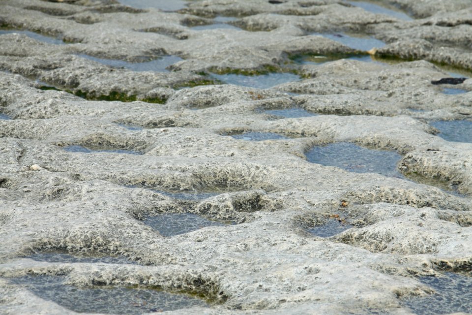 Grass, Water, Mudflat, Geology