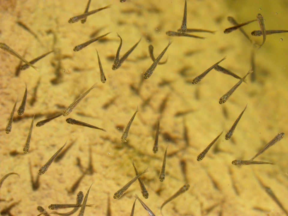 Grass Family, Organism, Twig, Branch