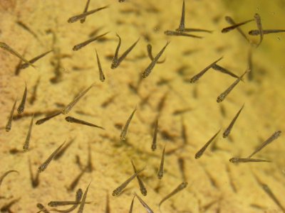 Grass Family, Organism, Twig, Branch