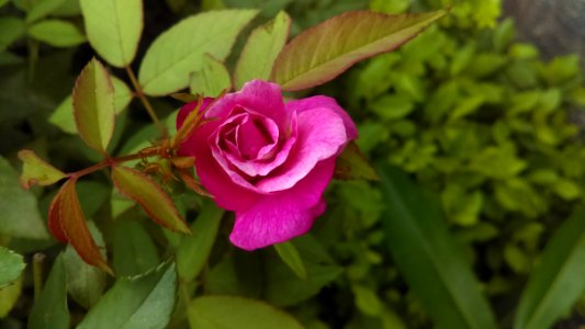 Flower, Plant, Rose Family, Flowering Plant