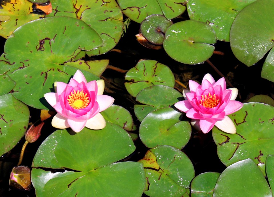 Flower, Plant, Flora, Aquatic Plant