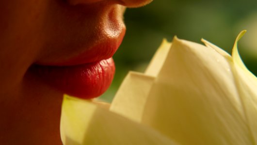 Flower, Yellow, Close Up, Petal photo