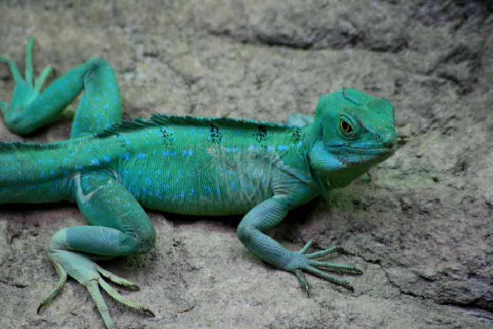 Reptile, Iguana, Scaled Reptile, Iguania