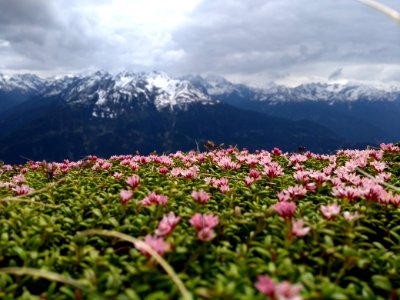 Mountainous Landforms, Nature, Vegetation, Mountain