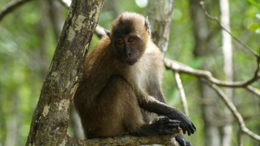 Macaque, Mammal, Fauna, Primate photo
