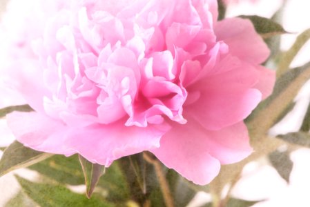 Flower, Pink, Plant, Flowering Plant
