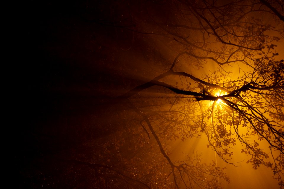 Branch, Light, Atmosphere, Lighting