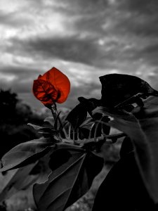 Flower, Black And White, Sky, Plant