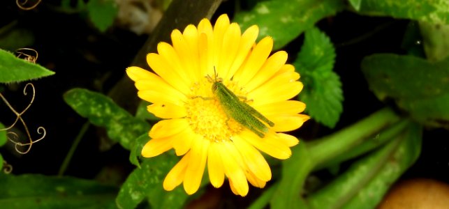 Flower, Yellow, Flora, Nectar photo
